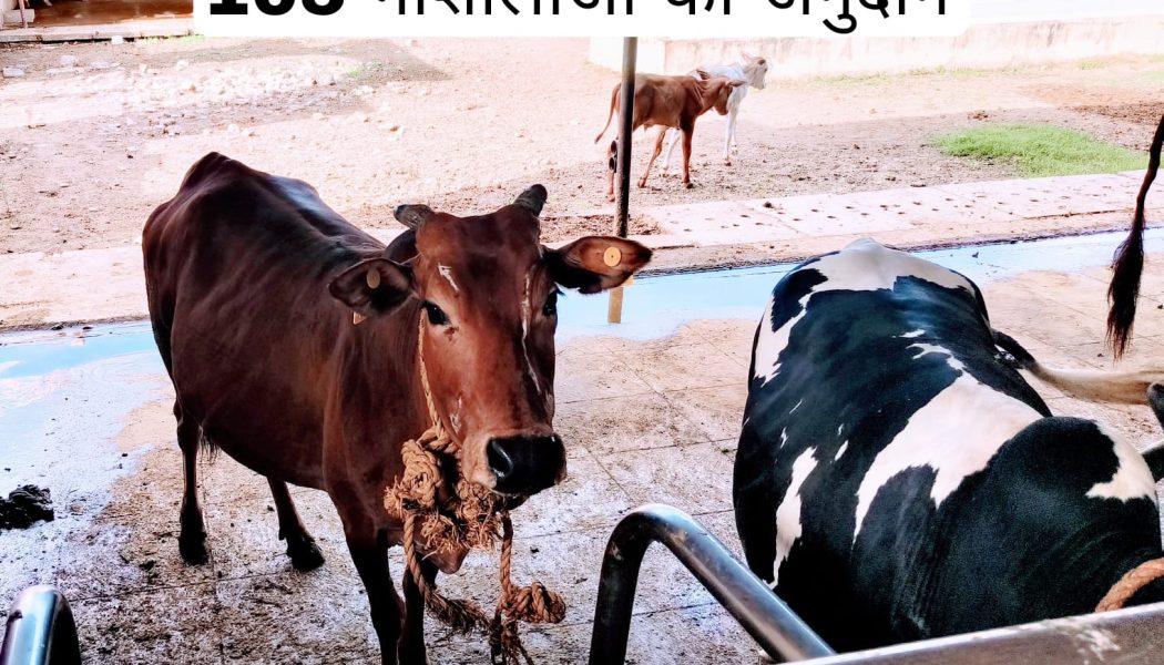 यस यस जैन संघ नार्थ टाउन द्वारा 105 गौशालाओं को अनुदान